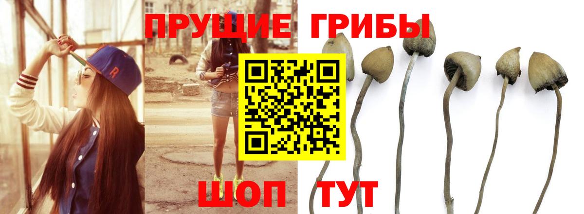 Псилоцибиновые грибы мицелий  Вход с VPN  Жуковский  Псилоцибиновые грибы GOLDEN TEACHER 